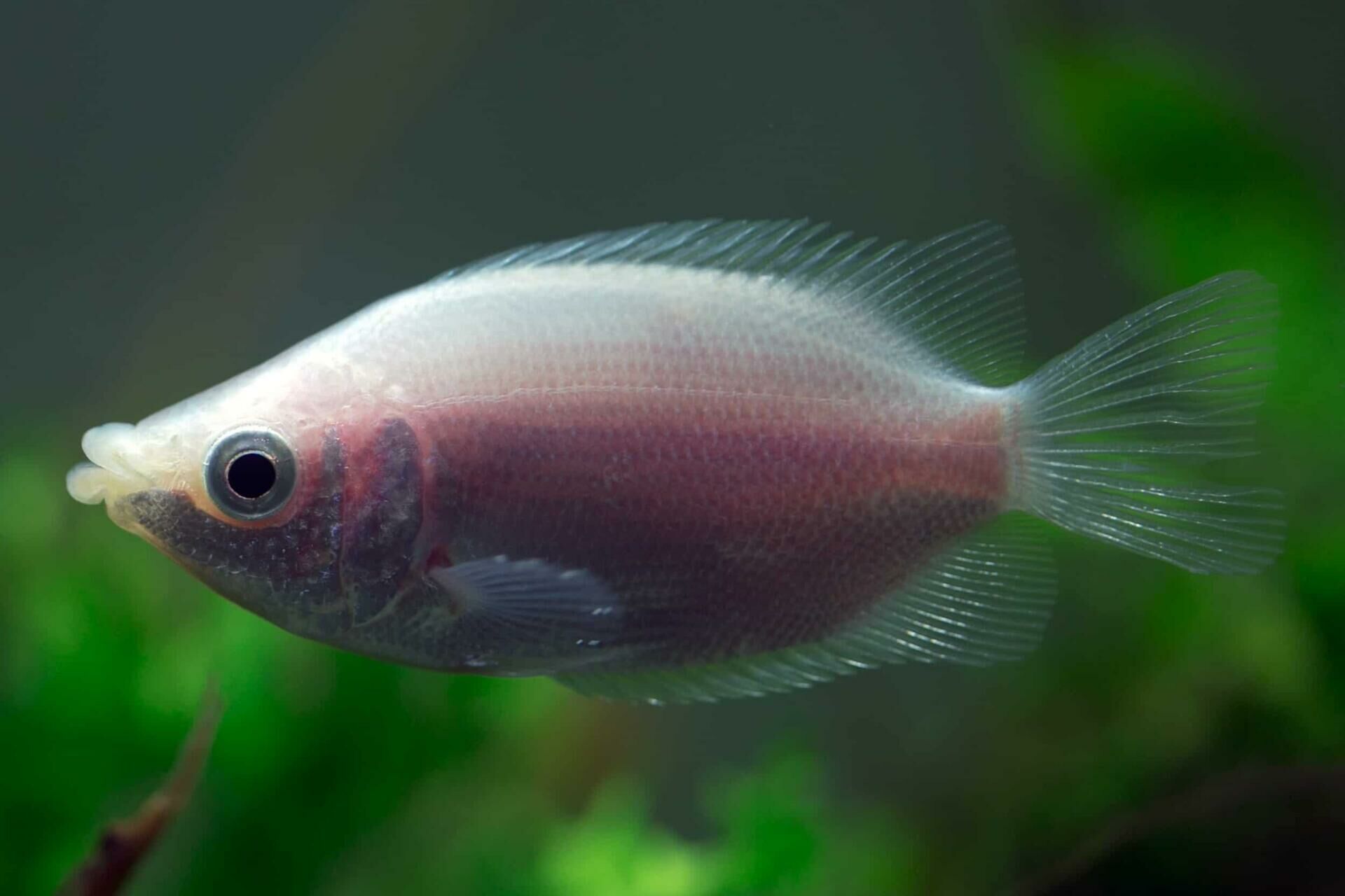 Imagem do Peixe Beijador